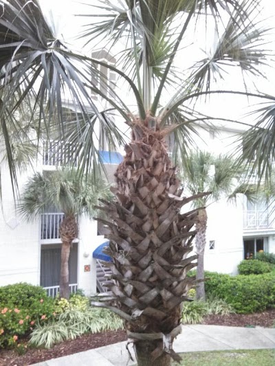 Cypress Pointe, Orlando, United States of America
