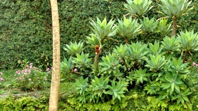 Hotel Poblado Campestre, Medellin, Colombia