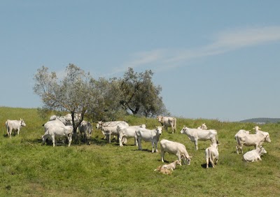 Tenuta di Corbara, Orvieto, Italy