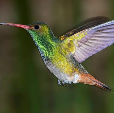 Casa Divina Lodge, Mindo, Ecuador