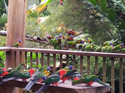 Rose Gums Wilderness Retreat, Lake Eacham, Australia