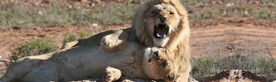 Aquila Private Game Reserve, Touws River, South Africa