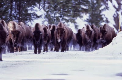 Brandin, West Yellowstone, United States of America
