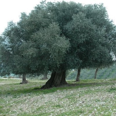 Agriturismo Colle dell'Arci, Fara in Sabina, Italy