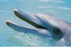 Monkey Mia Dolphin Resort, Monkey Mia, Australia