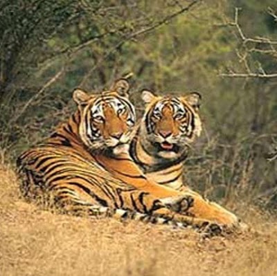 Ranthambhore Safari Lodge, Sawai Madhopur, India
