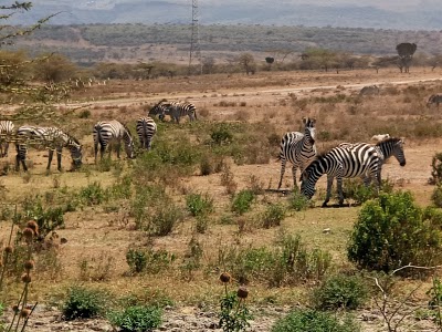 Kigio Wildlife Camp, Naivasha, Kenya
