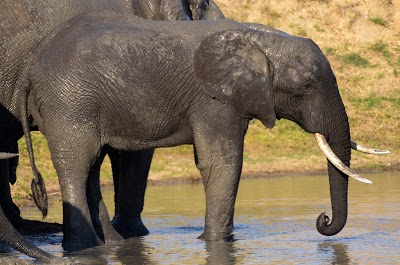 Shumbalala Game Lodge, Hoedspruit, South Africa