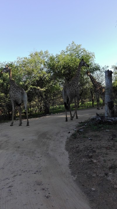 Bushwise Safari Lodge, Marloth Park, South Africa